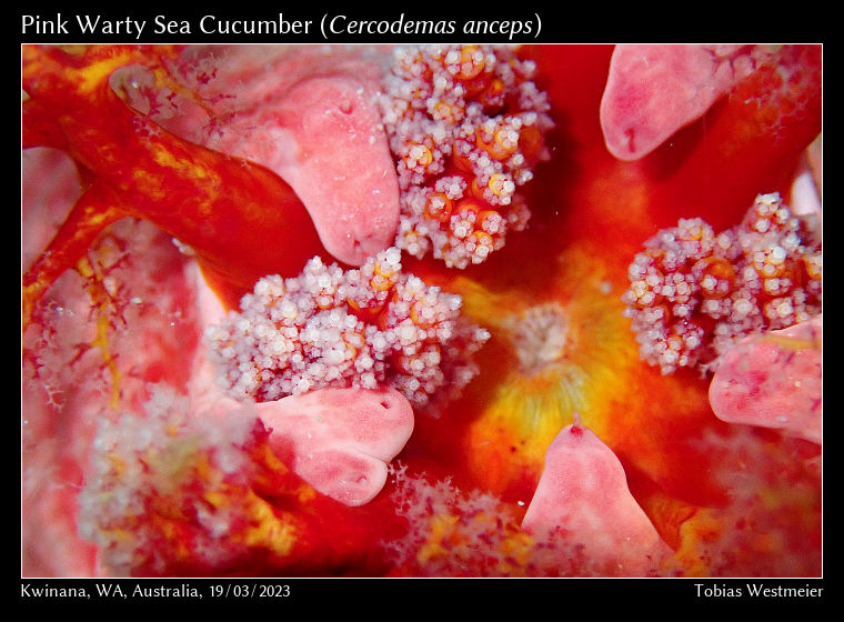 Pink Warty Sea Cucumber (Cercodemas anceps)