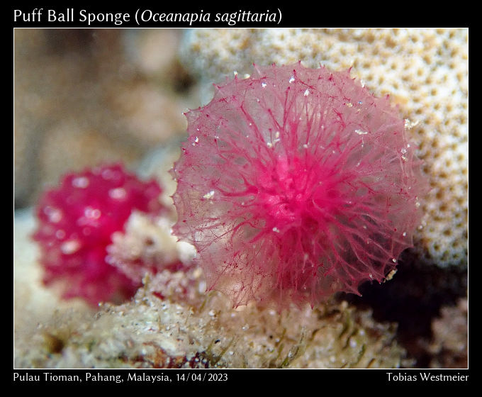 Puff Ball Sponge (Oceanapia sagittaria)