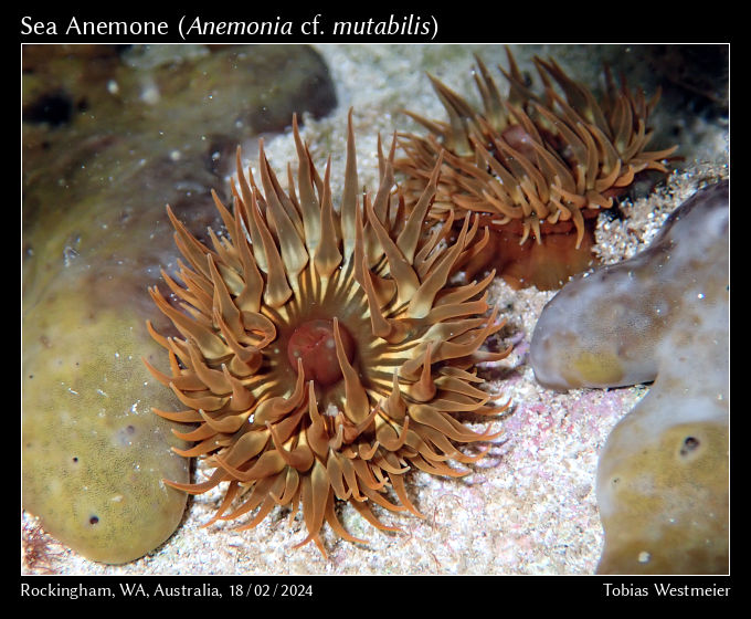 Sea Anemone (Anemonia cf. mutabilis)