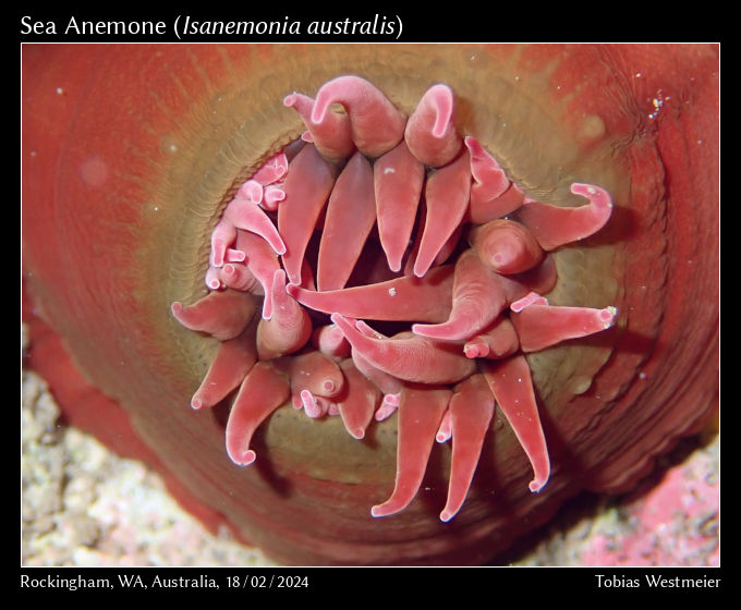 Sea Anemone (Isanemonia australis)