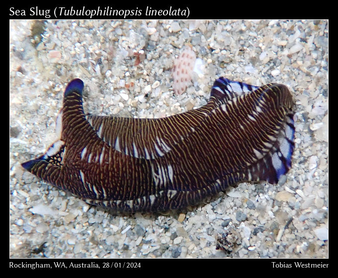 Sea Slug (Tubulophilinopsis lineolata)