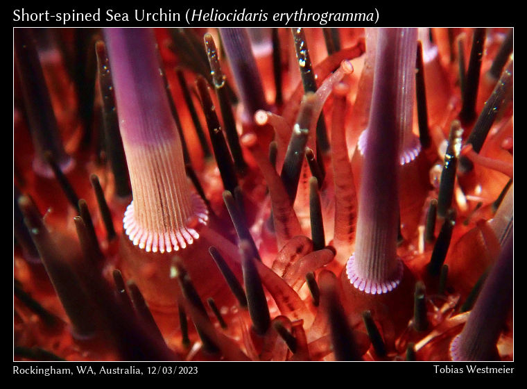 Short-spined Sea Urchin (Heliocidaris erythrogramma)