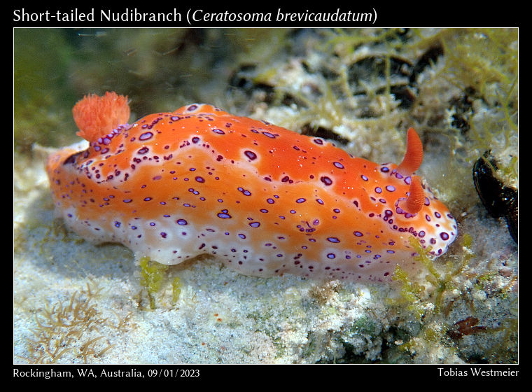 Short-tailed Nudibranch (Ceratosoma brevicaudatum)