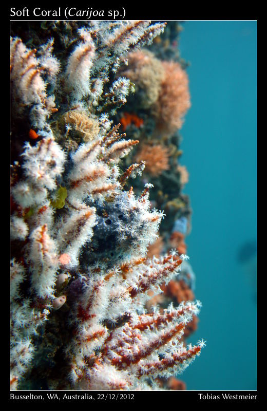 Soft Coral (Carijoa sp.)