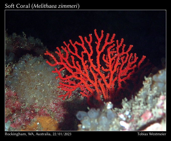 Soft Coral (Melithaea zimmeri)