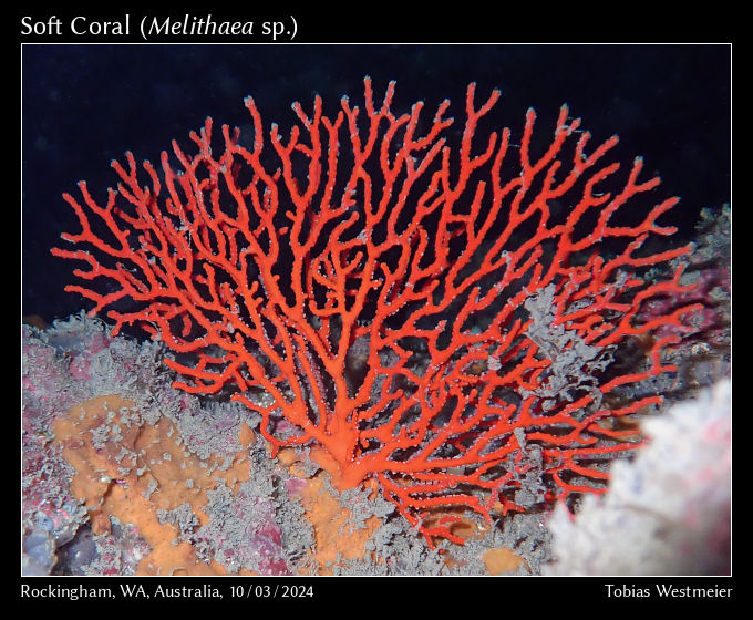 Soft Coral (Melithaea sp.)