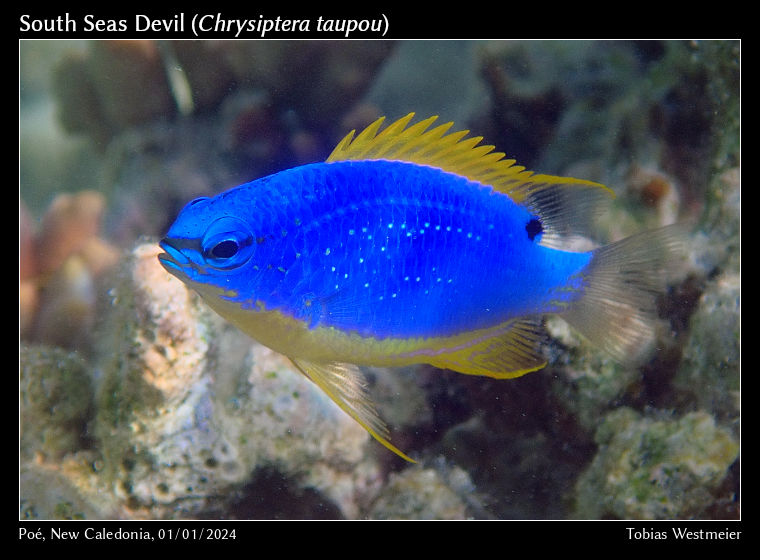 South Seas Devil (Chrysiptera taupou)