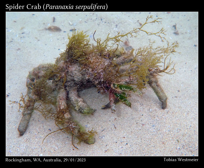 Spider Crab (Paranaxia serpulifera)