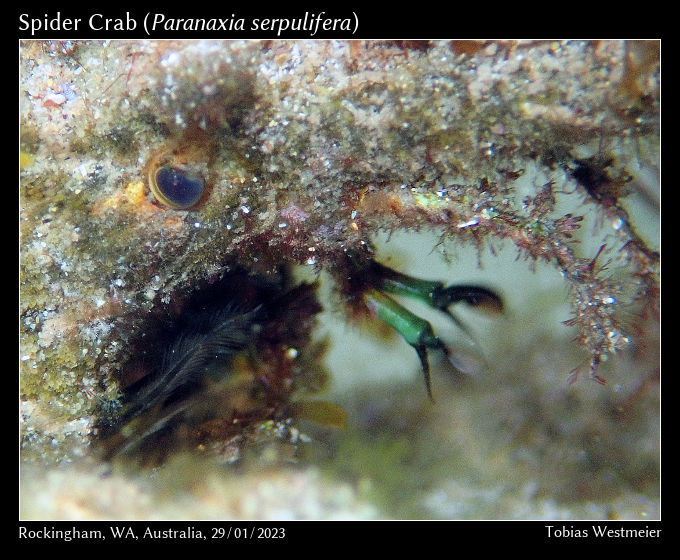 Spider Crab (Paranaxia serpulifera)