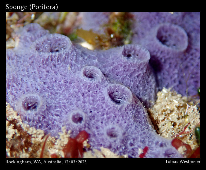 Unidentified Sponge