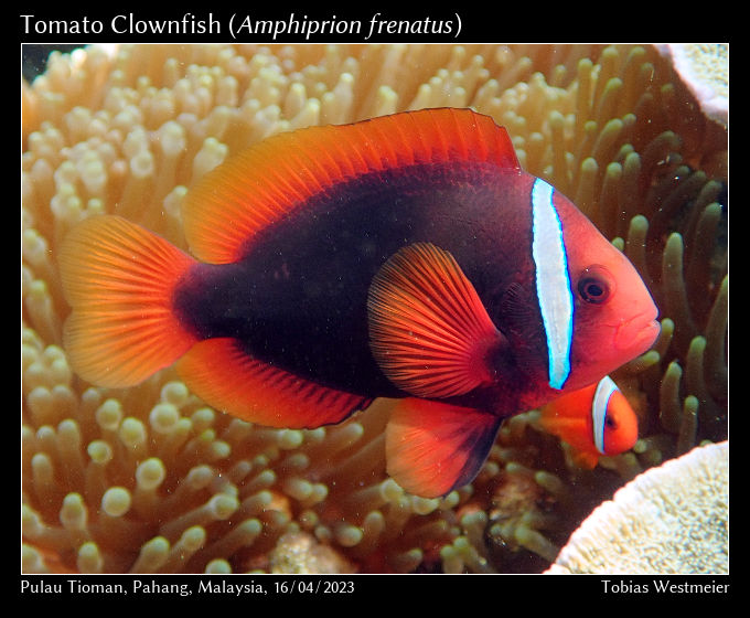Tomato Clownfish (Amphiprion frenatus)