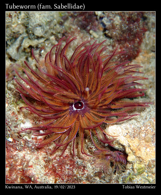 Tubeworm (fam. Sabellidae)