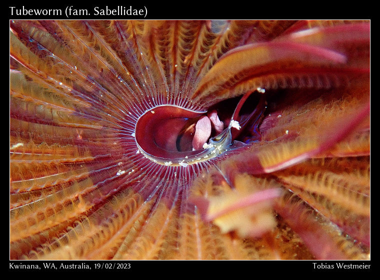 Tubeworm (fam. Sabellidae)