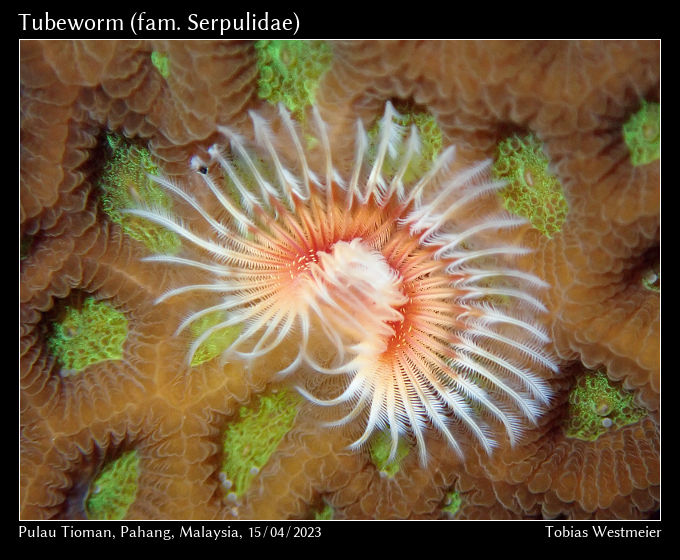Tubeworm (fam. Serpulidae)