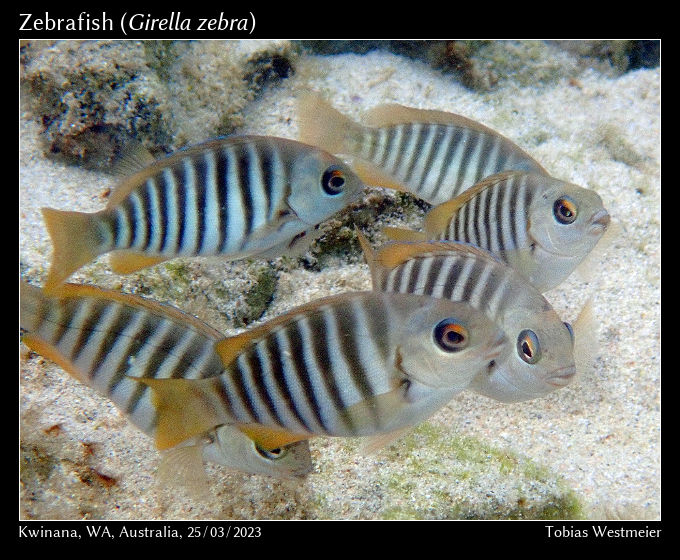 Zebrafish (Girella zebra)