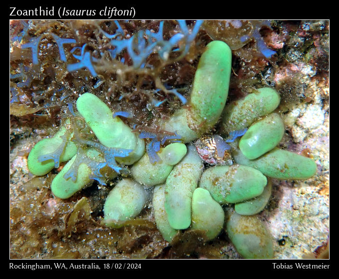 Zoanthid (Isaurus cliftoni)