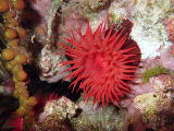 Waratah Anemone (Actinia tenebrosa)