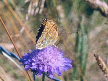 Großer Perlmutterfalter