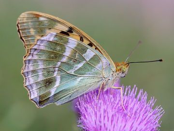 Argynnis paphia