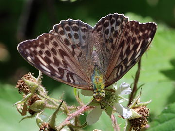 Argynnis paphia