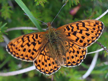 Boloria euphrosyne