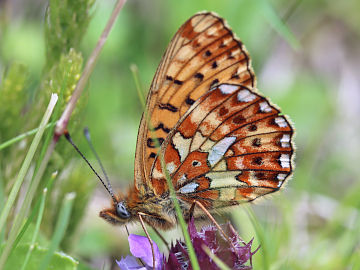 Boloria euphrosyne