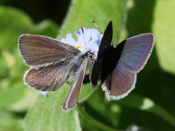 Zwergbläuling (Cupido minimus)