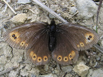 Rundaugen-Mohrenfalter