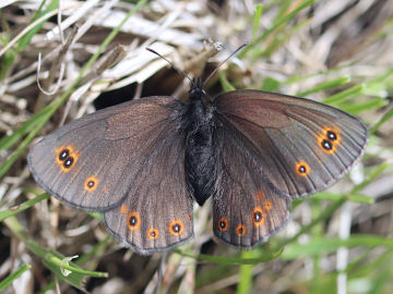 Rundaugen-Mohrenfalter