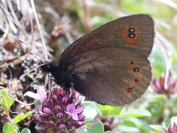 Rundaugen-Mohrenfalter