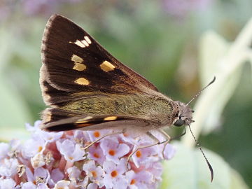 Varied Sedge Skipper (Hesperilla donnysa)