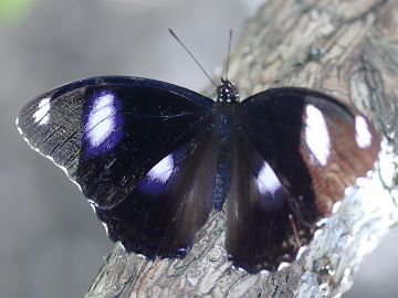Hypolimnas bolina