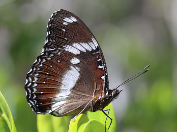 Hypolimnas bolina