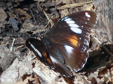Hypolimnas bolina