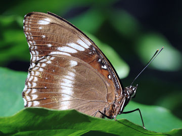 Hypolimnas bolina