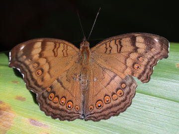 Chocolate Argus