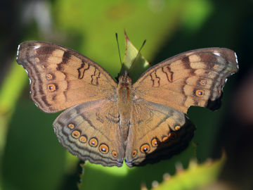 Chocolate Argus