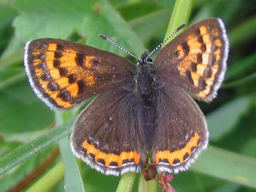 Blauschillernder Feuerfalter