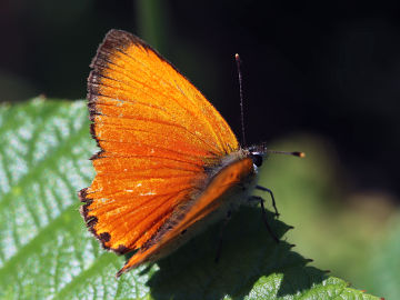 Dukatenfalter (Lycaena virgaureae)