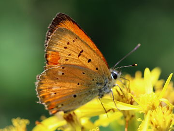 Dukatenfalter (Lycaena virgaureae)
