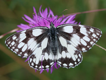Melanargia galathea