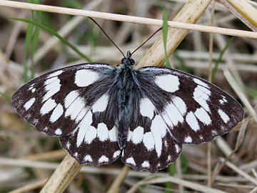 Melanargia galathea