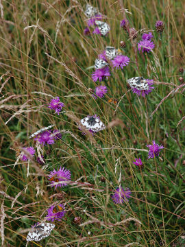 Melanargia galathea