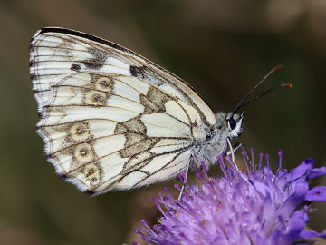 Melanargia galathea