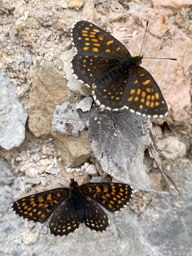 Melitaea diamina