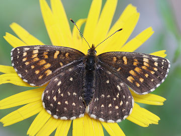 Melitaea diamina