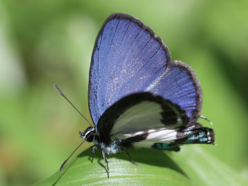 Nacaduba cyanea
