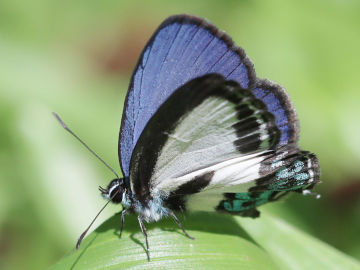 Nacaduba cyanea