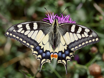Papilio machaon