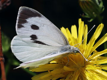 Pieris brassicae